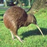image of bird