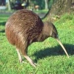 image of bird_kiwi #110