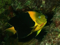 image of rock_beauty