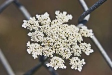 image of chainlink_fence