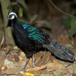 image of bornean_pheasant #8