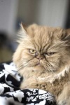 image of animal