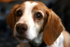 image of brittany_spaniel