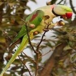 image of alexandrine_parakeet #24