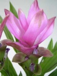 image of flower