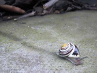 image of snail