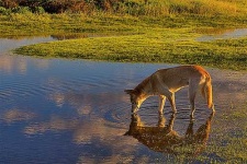 image of dingo