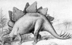image of stegosaurus