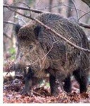 image of wild_boar