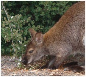 image of animal
