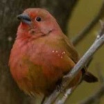 image of bird