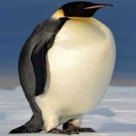 image of bird