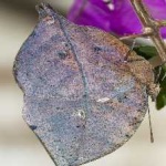 image of animal
