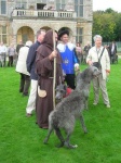 image of scottish_deerhound
