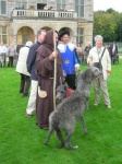 image of scottish_deerhound #11