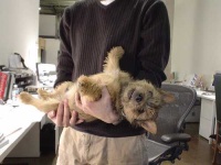 image of norwich_terrier