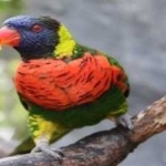 image of bird