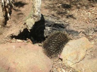 image of echidna