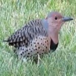 image of bird