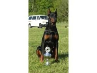 image of doberman