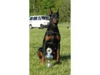 image of doberman #3