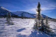 image of tundra