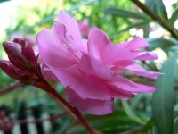 image of pot