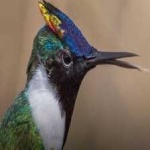 image of bird