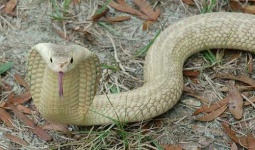 image of indian_cobra #26