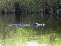 image of american_alligator