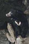 image of sloth_bear