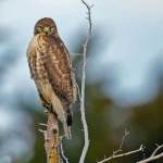 image of hawk