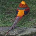 image of golden_pheasant #33