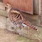 image of bird