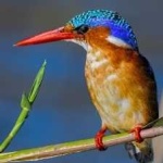 image of bird