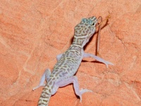 image of banded_gecko