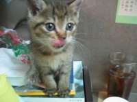 image of tabby