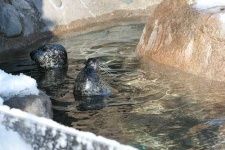 image of sea_lion