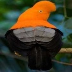 image of bird