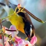 image of bananaquit #33