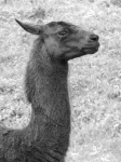 image of llama