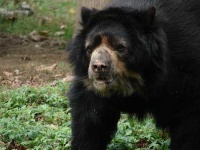 image of sloth_bear #0