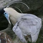 image of bird