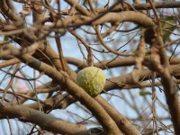 image of custard_apple #3