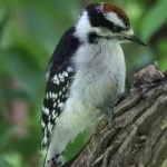 image of bird