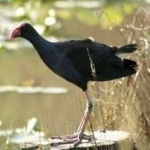 image of bird