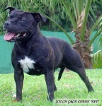 image of staffordshire_bullterrier #34