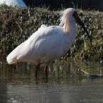 image of bird