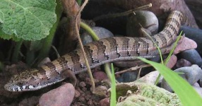 image of alligator_lizard