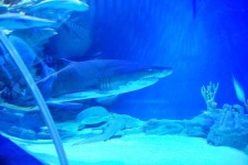 image of tiger_shark